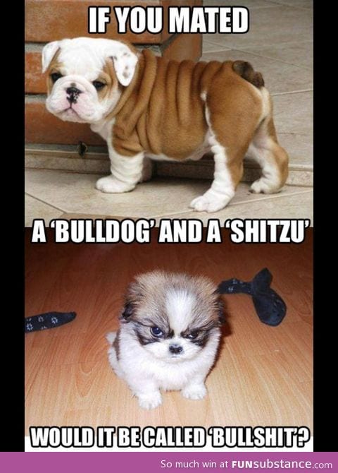 A bulldog and a shitzu mixed what would it be called?