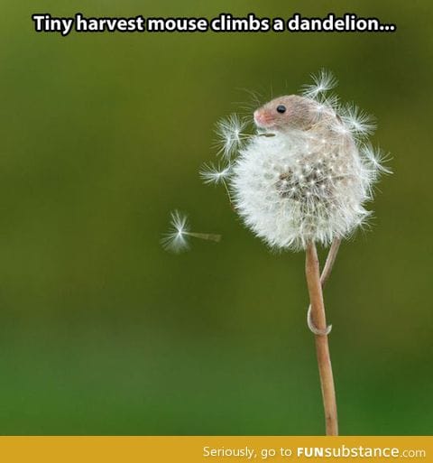 The mouse and the dandelion