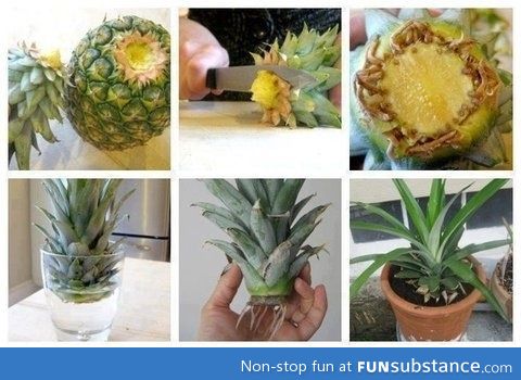 How to grow a pinapple