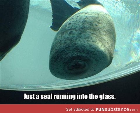 Just a seal...