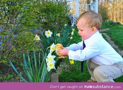 Boy helps his pet chicken smell a flower