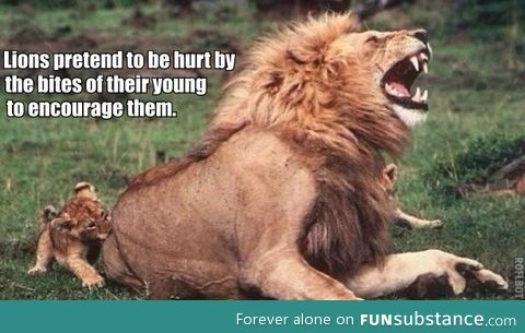 Lions are cute