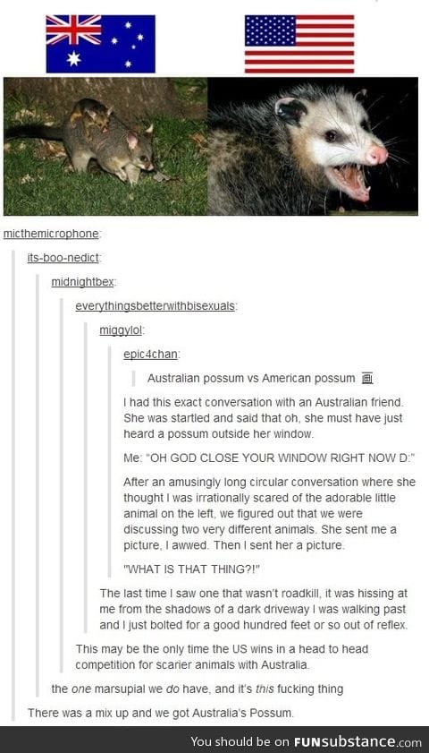 Possums in Australia and US