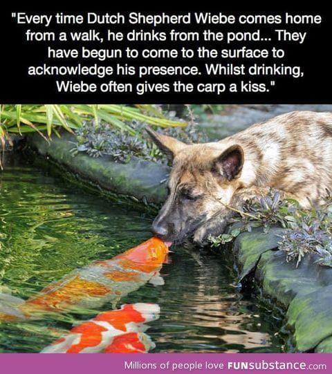 Dog and fish friends