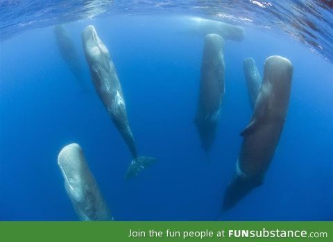 Sperm whales sleep erect