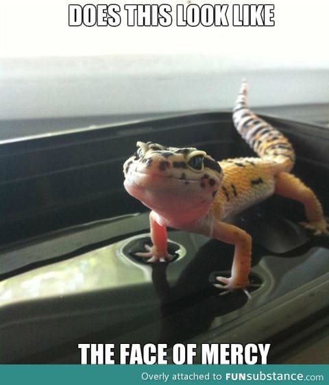 Please mr. Lizard have mercy