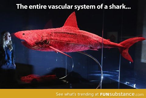 Shark's anatomy