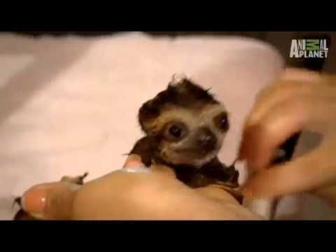 Here. Have a baby sloth squeak
