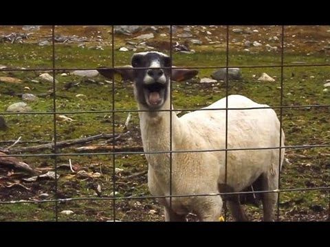 Goat Remix