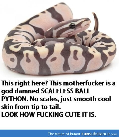 Scaless ball python