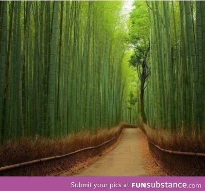 Beautiful babmoo forest, Japan :)