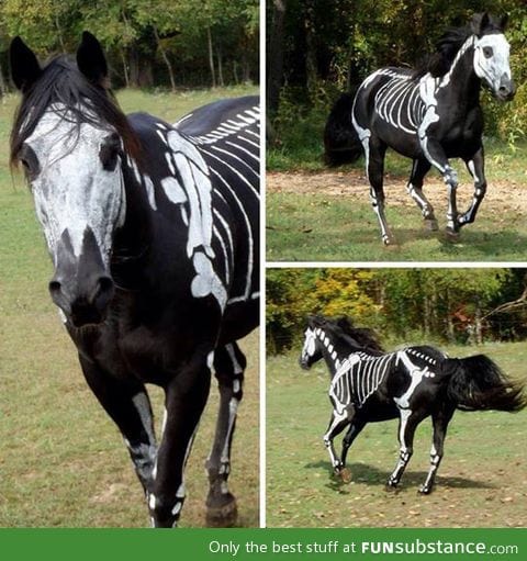 A horse's halloween costume