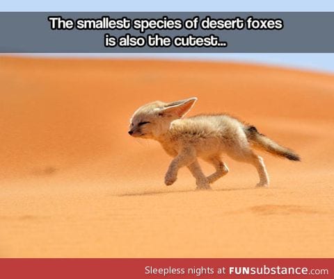 The tiny desert fox