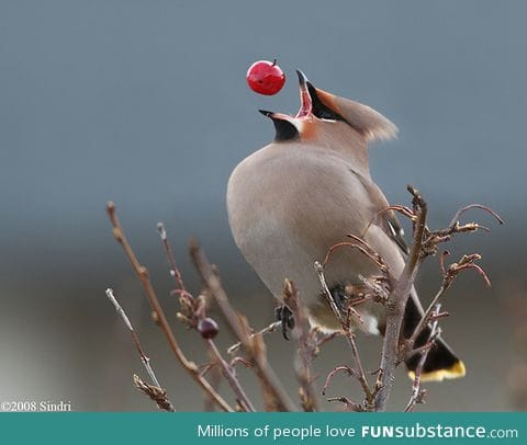 Bird shot at the perfect moment