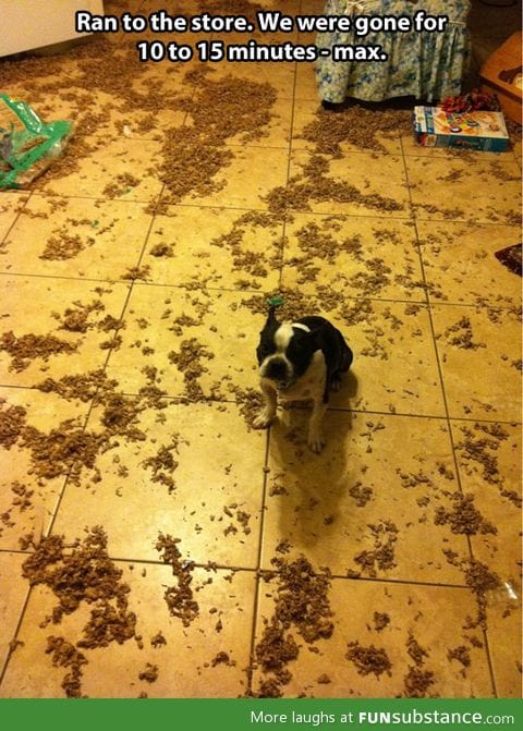 Some dogs just want to watch the world clean up their mess