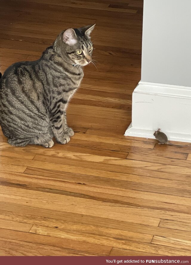 Was told getting a cat can help with mice problems, now I got a cat problem too